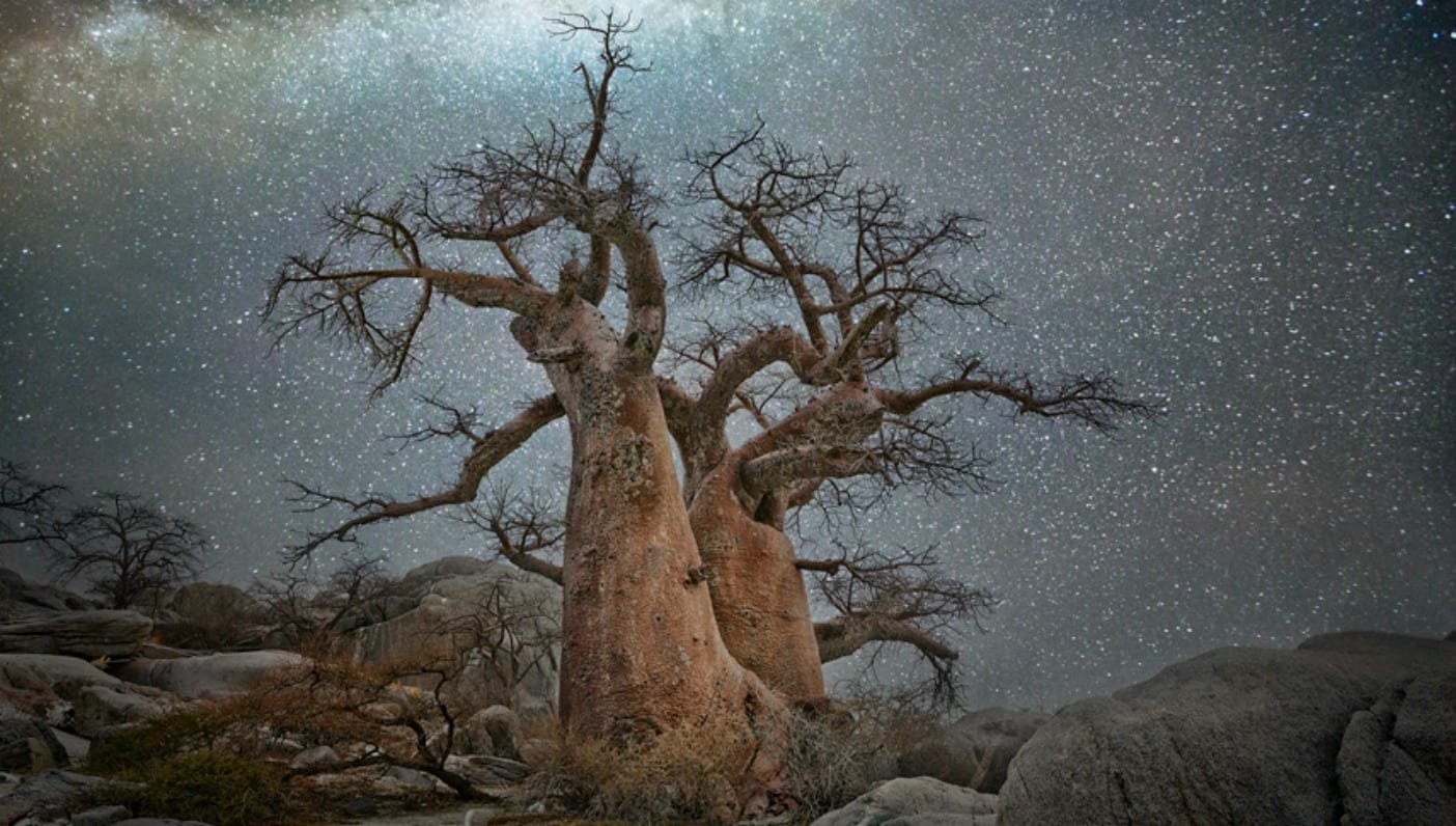 Beth Moon Print  Archangel Ancient Tree Archive