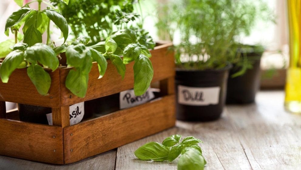 Your Guide to GardentoTable Living