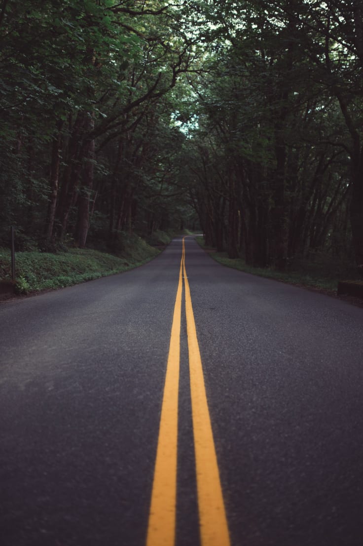 road leading into trees