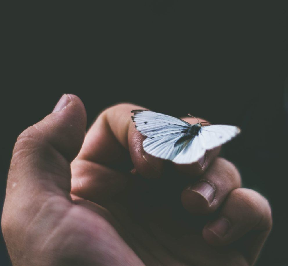 hand holding white butterfly