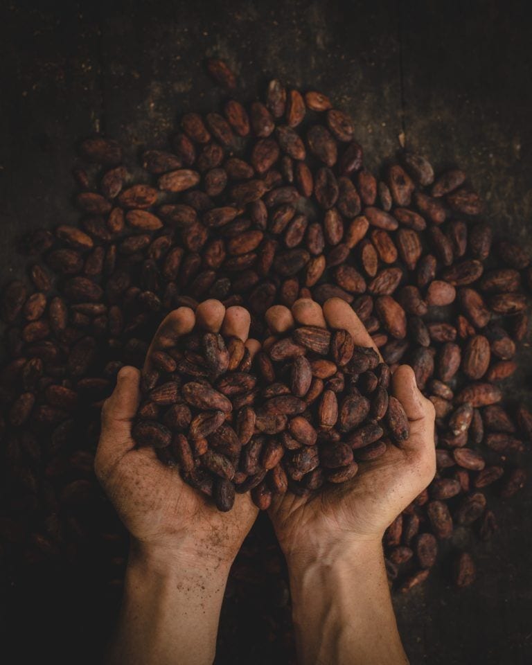 hands holding out dried cacao seeds