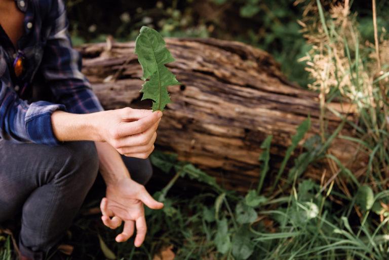 dandelion foraging in the wild