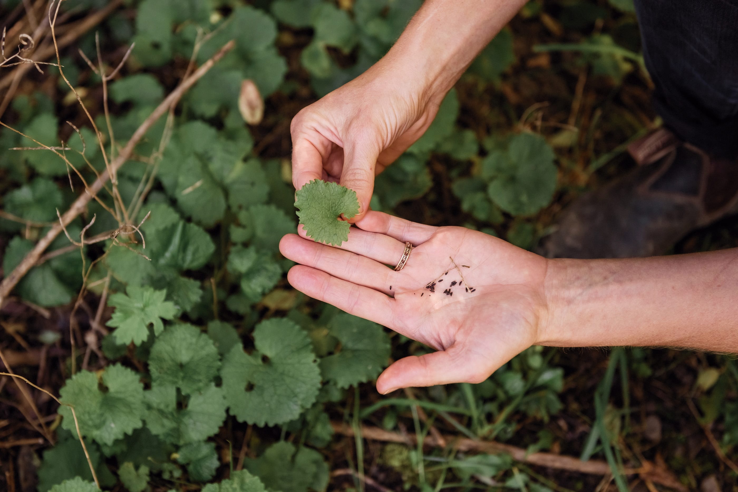 mustard root foraging in the wild