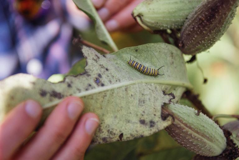 monarch caterpilar on leaf in the wild