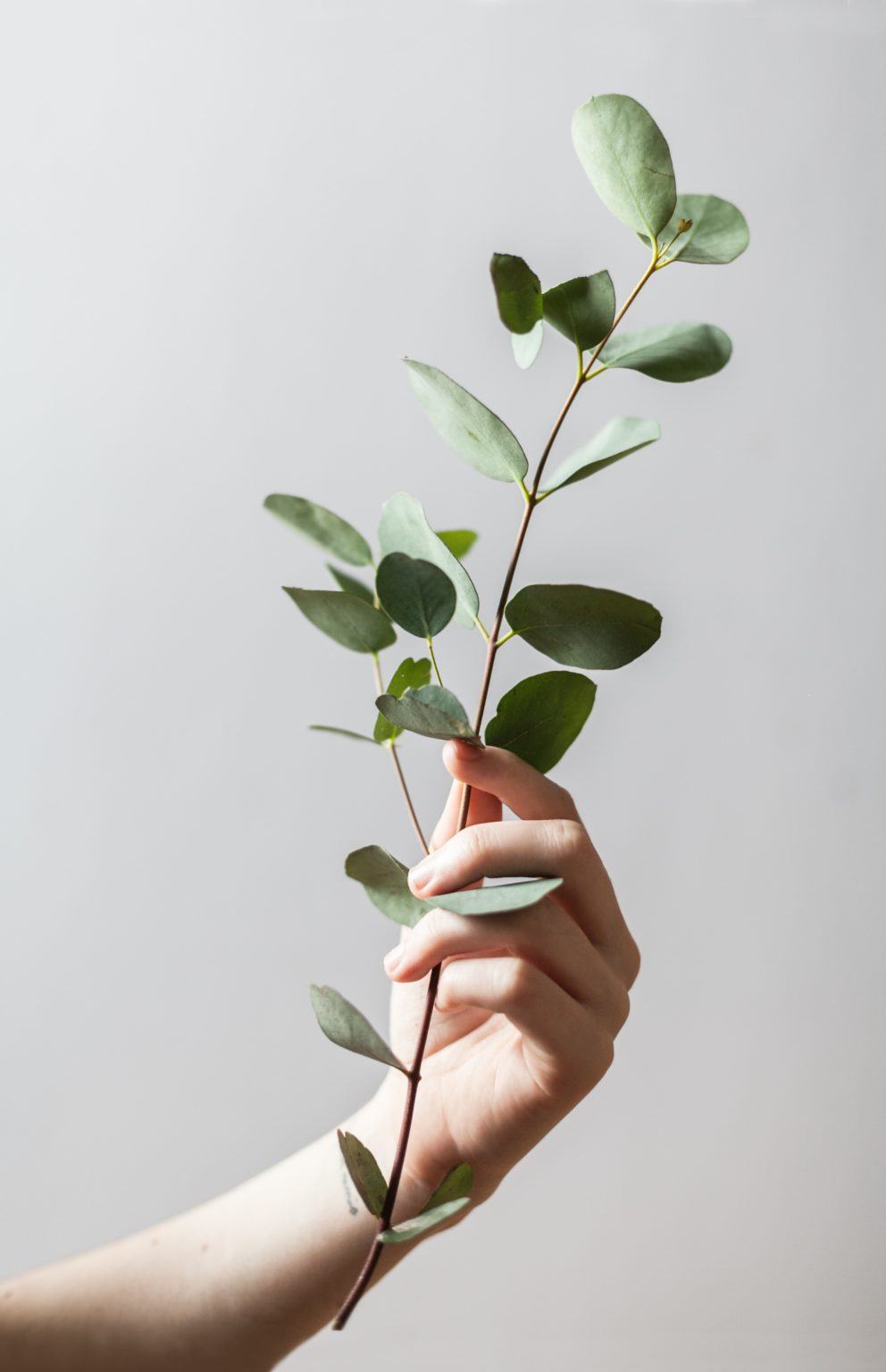 hand holding green sprout