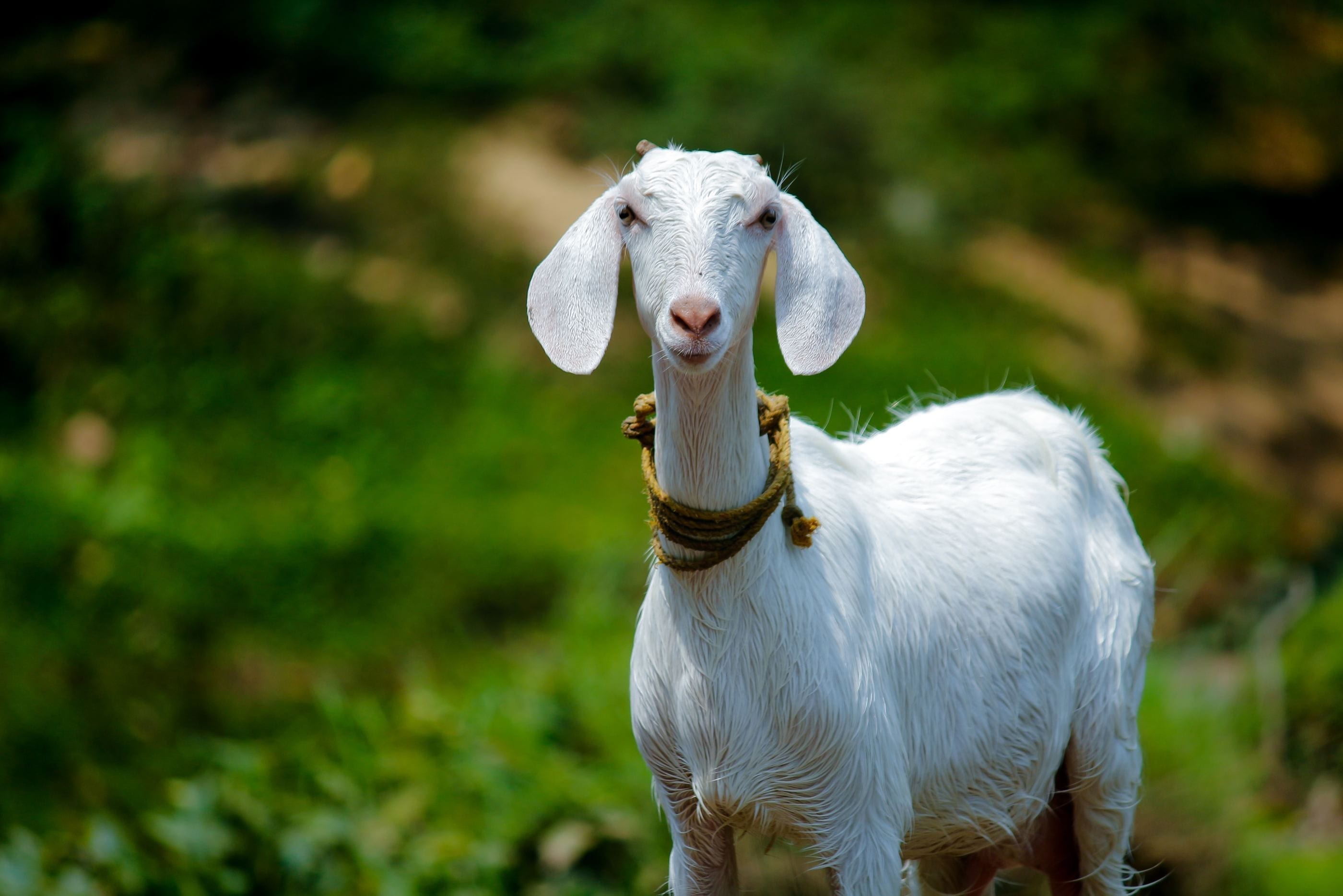 Beyond Yoga: What You Didn't Know About Goats (and Their Milk)