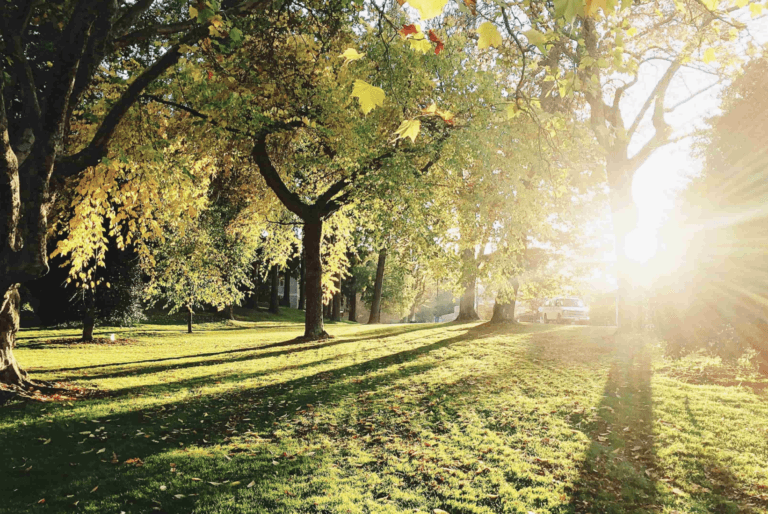 trees